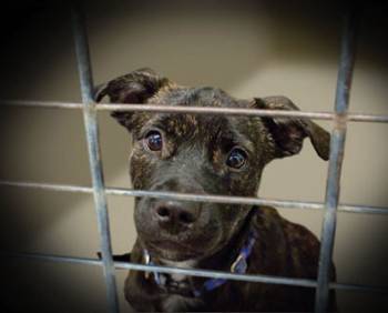 Rescue centres are full of unwanted dogs and puppies