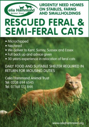 Rehoming feral cats