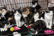 Twelve kittens 