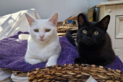 Shay and Shadow - fostered