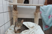 Georgie and Imogen - PRIORITY! -  permanent or foster home sought. 